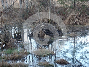 british columbia marsh