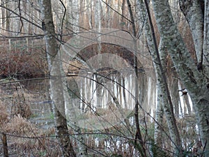 british columbia marsh