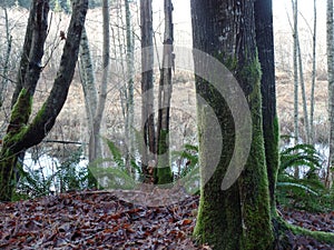 british columbia marsh