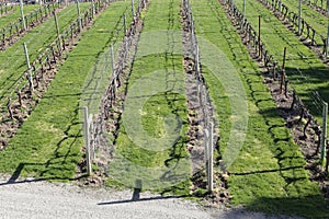 British Columbia, walking thru a vineyard!