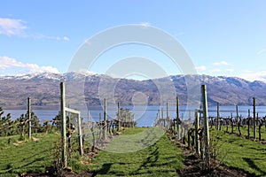 British Columbia, walking thru a vineyard!