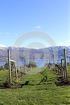 British Columbia, walking thru a vineyard!