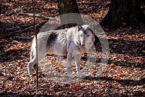 A British Columbia wolf standing sideways in the forest with Autumn colored leaves covering the ground photo