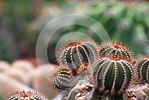 British crown cactus at cactus farm or call Uebelmannia pectinifera.Tropical Plant backdrop and beautiful detail photo