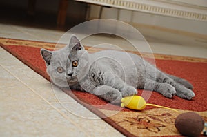 British cute adorable kitten is playing with small yellow mouse