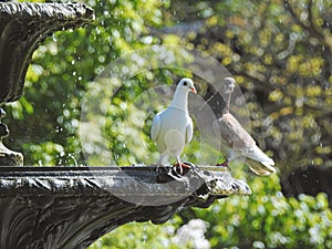 british dove pigeon bird birds animals pets gardens trees meadows country rural english