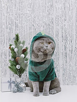 British fat cat in dragon costume with Christmas tree on silver festive background. Cat with a green hoodie. Chinese New Year 2024