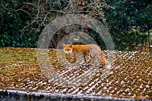 British Fox Vulpes Vulpes walks along a roof in a London subur