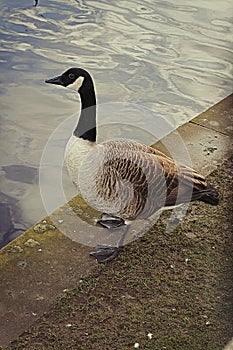 British Geese On a Canal Side View