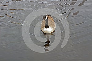 British Geese On a Canal Swimming