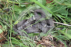 British grass snakes