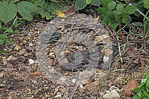 British grass snakes