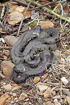 British grass snakes