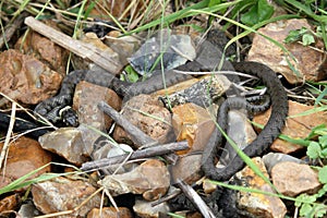 British grass snakes
