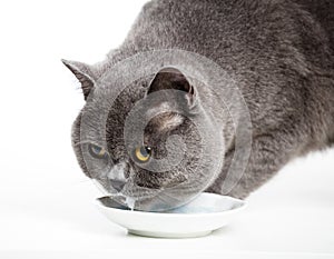 British gray cat drinking milk