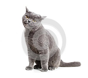 British gray cat isolated on white