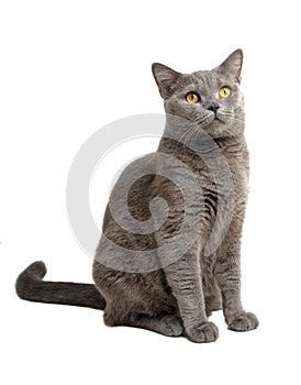 british gray cat isolated on the white background