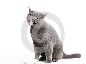 British gray cat licking her lips