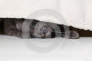 British gray cat looking from under bed