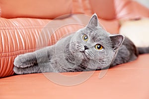 British gray cat lying on a red couch
