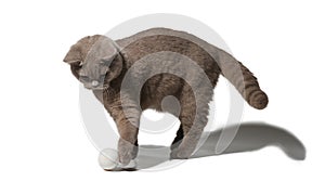 British gray cat playing with a ball on white background