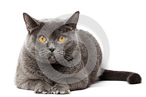 British gray cat sitting in front of white background