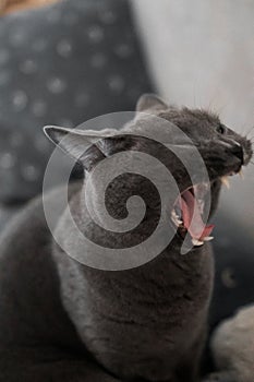 British gray cat yawns funny