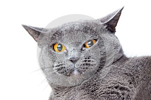 British gray shorthair cat close up on a white background