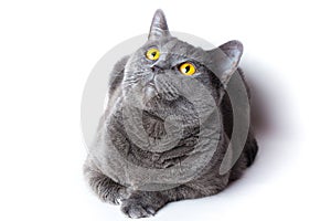 British gray shorthair cat close up on a white background