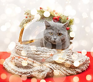 British grey cat in a Christmas basket with a wool scarf on bright background with bokeh. New Year greeting card