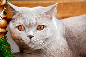 British grey cat closeup