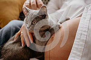British grey cat lying at on pregnant woman`s belly. Hands touching a cat