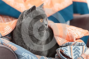 A British grey cat with orange eyes looks to the right. Domestic cat sitting in a muslin blanket