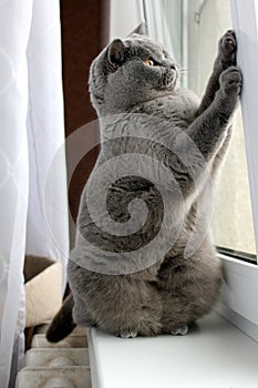 A British grey cat is scratching the window frame