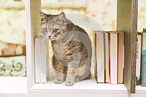 The British Grey Cat is Sitting Between Pile of Books on the Shelf,Funny Pet,Toned