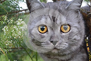 British grey cat on a summer walk with a surprised funny feeling, up a tree. Face to face, looking in front. looking at the camera