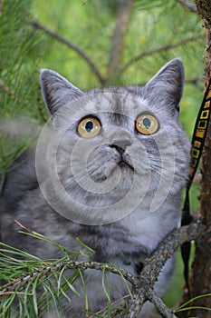 British grey cat on a summer walk with a surprised funny feeling, up a tree. In FAS looks forward in the upper hand. Pet care,