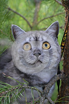 British grey cat on a summer walk with a surprised funny feeling, up a tree. In FAS looks forward in the upper hand. Pet care,