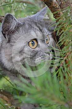 British grey cat on a summer walk with a surprised funny feeling, up a tree. kind of trecatorii looking forward. Pet care, natural