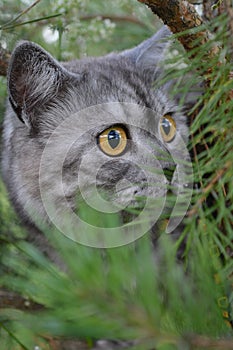 British grey cat on a summer walk with a surprised funny feeling, up a tree. kind of trecatorii looking forward. Pet care, natural