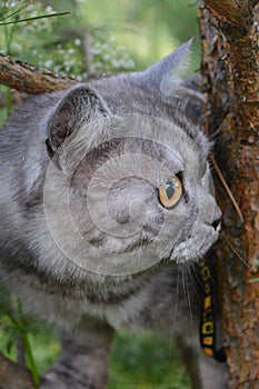 British grey cat on a summer walk with a surprised funny feeling, up a tree. In profile, looks in front. Pet care, natural food