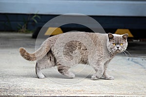 British grey cat walking by while looking at the viewer