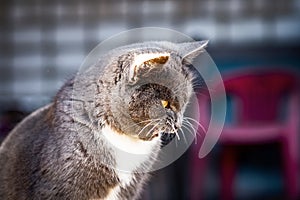 British grey cat walks in the yard