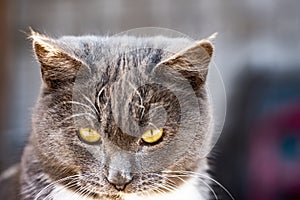 British grey cat walks in the yard