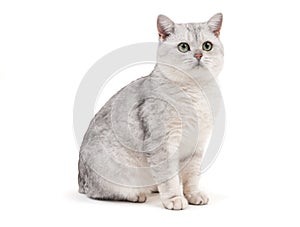 British grey cat on white background