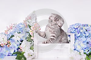 British grey kitten sits in a box with flowers on a white background. The Scottish fold cat looks up and jumps up