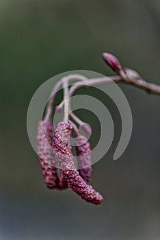 British Hazel catkins