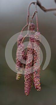 British Hazel catkins