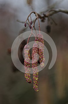 British Hazel catkins