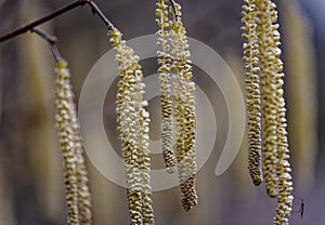 British Hazel catkins